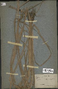 spécimen de Typha javanica