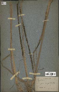 spécimen de Typha javanica