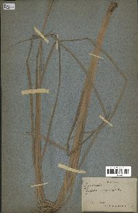 spécimen de Typha javanica