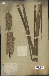 spécimen de Typha javanica