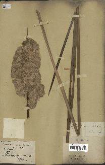 spécimen de Typha javanica