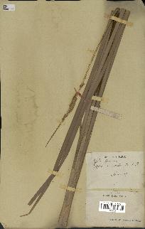 spécimen de Typha javanica