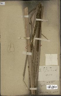 spécimen de Typha javanica