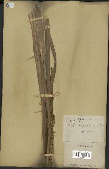 spécimen de Typha javanica
