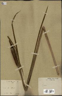 spécimen de Typha japonica