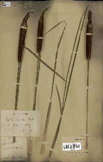 spécimen de Typha japonica