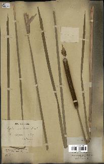 spécimen de Typha japonica