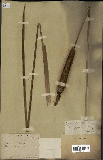spécimen de Typha japonica