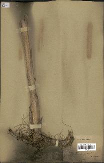 spécimen de Typha japonica