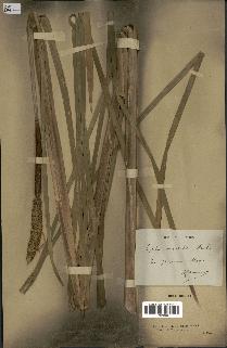 spécimen de Typha japonica