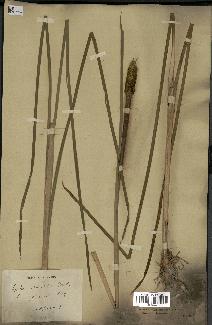 spécimen de Typha japonica