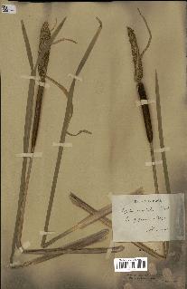 spécimen de Typha japonica