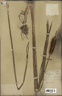 spécimen de Typha japonica