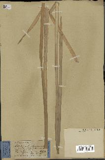 spécimen de Typha japonica