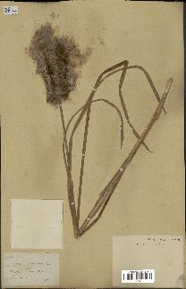 spécimen de Typha japonica