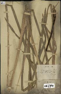 spécimen de Typha japonica