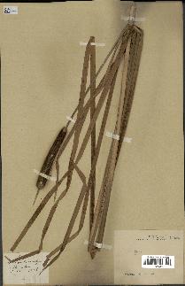 spécimen de Typha japonica