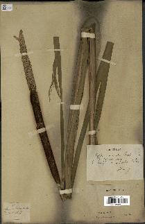 spécimen de Typha japonica