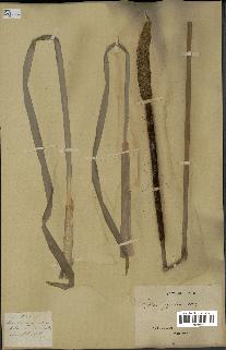 spécimen de Typha japonica