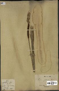 spécimen de Typha japonica