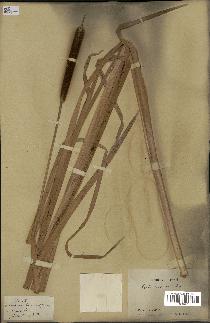 spécimen de Typha japonica