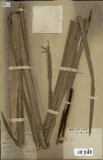 spécimen de Typha elephantina