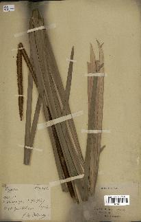 spécimen de Typha elephantina
