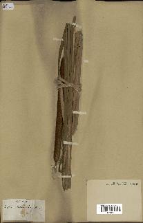 spécimen de Typha elephantina