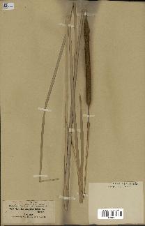 spécimen de Typha angustifolia
