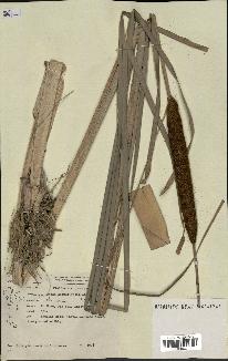 spécimen de Typha angustifolia
