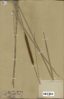 spécimen de Typha angustifolia