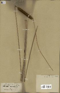 spécimen de Typha angustifolia