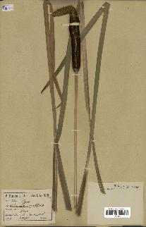 spécimen de Typha angustifolia