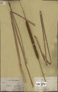 spécimen de Typha angustifolia