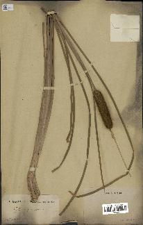 spécimen de Typha angustifolia