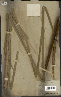 spécimen de Typha angustifolia
