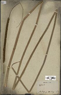 spécimen de Typha angustifolia