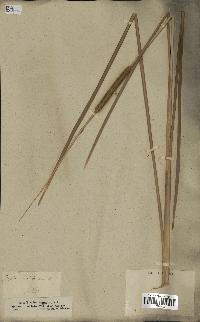 spécimen de Typha angustata