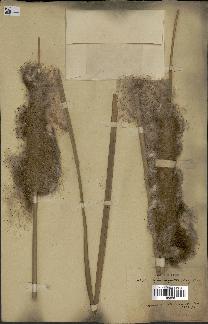 spécimen de Typha angustata