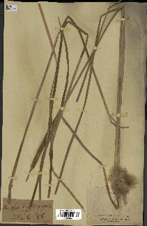 spécimen de Typha angustata