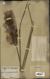 spécimen de Typha angustata