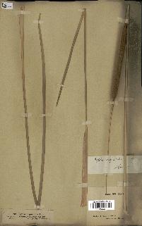 spécimen de Typha angustata