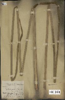 spécimen de Typha angustata