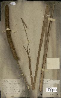 spécimen de Typha angustata