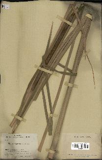 spécimen de Typha angustata