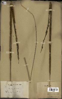 spécimen de Typha angustata