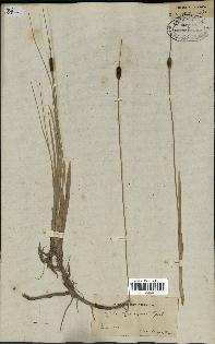 spécimen de Typha laxmannii