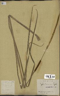 spécimen de Typha laxmannii