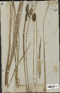 spécimen de Typha laxmannii