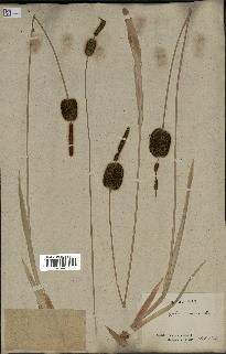 spécimen de Typha laxmannii